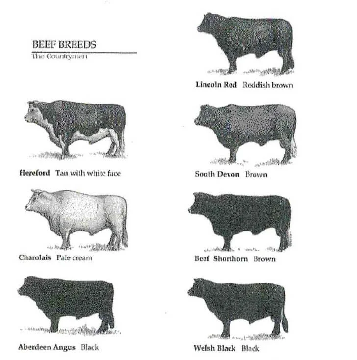 Guide to Pork Cuts